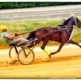 Ippica: il driver  Luciano Messineo con la cavalla Emozioni d’Amore,  della Scuderia di Alcamo Atanasio,Giuseppe Junior e Cummo Giuseppe, saranno tra i protagonisti del Gran Premio Trinacria che si svolgerà domani 11 maggio...