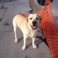 Smarrito Labrador nelle vicinanze della Spiaggia della Crocicchia.... cercasi proprietario.