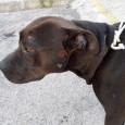 Il PitBull veniva visitato da un medico veterinario intervenuto al Comando di Polizia Municipale. Il cane veniva affidato per il momento al proprietario del casolare e nei prossimi giorni lo adotteranno le persone animaliste intervenute sul posto .