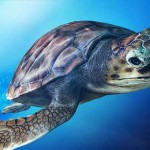 91-bin-caretta-caretta-yavrusu-denize-kavustu-8855768