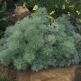 Esisterebbe un’erba il cui principio attivo combinato con il ferro sarebbe in grado di uccidere il tumore in sole 16 ore. Il nome di questa pianta è Artemisia annua.