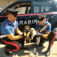 I cuccioli sono in buono stato di salute e si trovano attualmente presso l’associazione amici degli animali “AGADA” di Trabia.