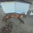 È successo in Corso Umberto Primo intorno alle 18.30 quando da un furgone in transito è stato lanciato un cane(Pitbull) in strada. L’impatto con un’auto che seguiva è stato fatale. Nessuno si è...