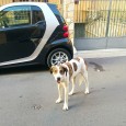 Indagini in corso