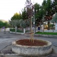 AVV. Giovanni Giallombardo: Chi pianta un albero pianta una speranza