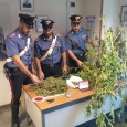 CARABINIERI ARRESTANO 32ENNE PALERMITANO, 850 GRAMMI DI MARIJUANA E 4 PIANTE DI HASHSISH IN CASA TROVATO IN CASA CON 850 GRAMMI DI MARIJUANA E 4 PIANTE DI HASHSISH