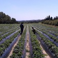 Negli ultimi dieci anni, la Tunisia ha continuato a sviluppare le proprie competenze in campo diprodotti biologici. “I prodotti biologici tunisini, conosciuti sotto il marchio Tunisia Bio, stanno diventando sempre più importanti sul...