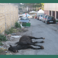 E’ di poche ore fa un macabro ritrovamento. Lungo la Via Giorgio La Pira di Villabate (Pa) adiacente proprio alla centralissima Piazza Figurella, proprio alle spalle del Mercato Ortofrutticolo all’altezza dell’uscita svincolo autostradale...