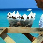 cocco cocco