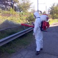 Disinfestazione effettuata.