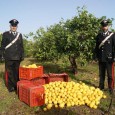 Tranciata recinzione e presi 700 kg agrumi