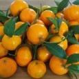Mandarini di Ciaculli provenienti dalla Calabria.