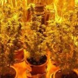 Agenti della Polizia di Stato, appartenenti al Commissariato di P.S. “S.Lorenzo” hanno, stamani, rinvenuto oltre 200 piante di marijuana, coltivate all’interno di alcuni box nel quartiere “Zen 2”. Curioso  l’antefatto dell’operazione di Polizia...