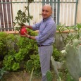 Nel giardino di casa di un castelvetranese è cresciuto un frutto più che gigantesco. Un albero di melograno, pronto ad essere reciso dal suo proprietario ha prodotto un esemplare dal peso di ben...
