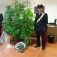I Carabinieri durante un’operazione di contrasto al mercato degli stupefacenti nel quartiere,hanno arrestato un giovane, 21enne palermitano con l’accusa di coltivazione e detenzione ai fini di spaccio...