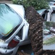 A causa del forte vento di questa notte una grossa palma è caduta in Piazza Amendola finendo su un'auto che è andata distrutta