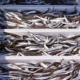 da BlogSicilia “Il Consiglio regionale della pesca ha stabilito che per l’anno 2017 il periodo del fermo biologico nelle acque all’interno delle 12 miglia sarà dal 25 settembre al 31 ottobre”. Lo annuncia...