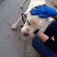 Il cane consegnato all'associazione AGADA