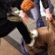 Dalle minacce verbali dopo pochi minuti il più giovane dei due B.R. di anni 26 ha inveito contro il padre con calci e pugni .