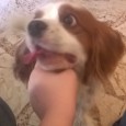 E’ successo tutto ieri sera intorno alle 21.00 quando Vanessa Matera una nostra lettrice ci ha inviato le foto di un piccolo cagnolino ritrovato in Corso Umberto Primo. Durante la notte arriva l’appello...